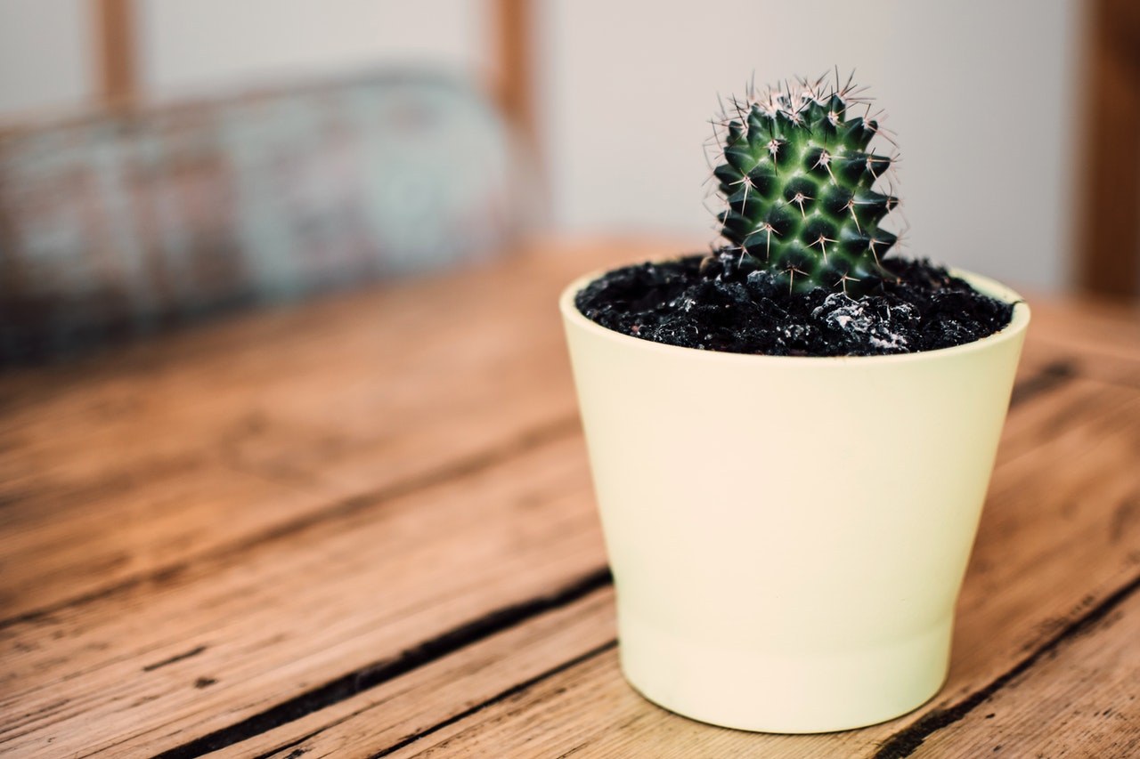 Yes, Anyone Can Become a Gardener &mdash;&nbsp;Even You