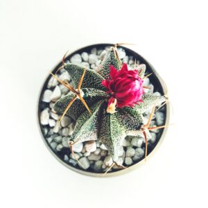 Cactus Planter